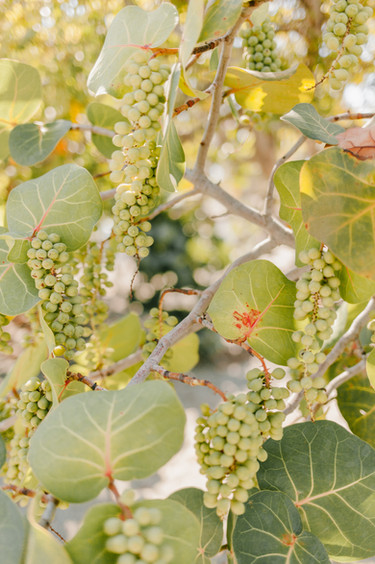 cbdd0a_50ef3e34782341edb984631bf6068f5d~mv2